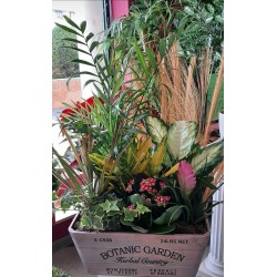 Caja de Plantas: Borgoña