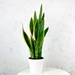Planta de Sanseviera