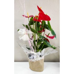 Anthurium Rojo con Cesta