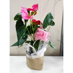 Anthurium Rosa con Cesta