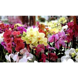 Orquídeas: Paleta de...