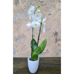 Orquídea Blanca en Cerámica