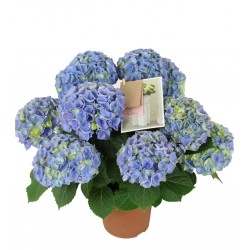 Hortensia Azul