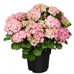 Hortensia Rosa